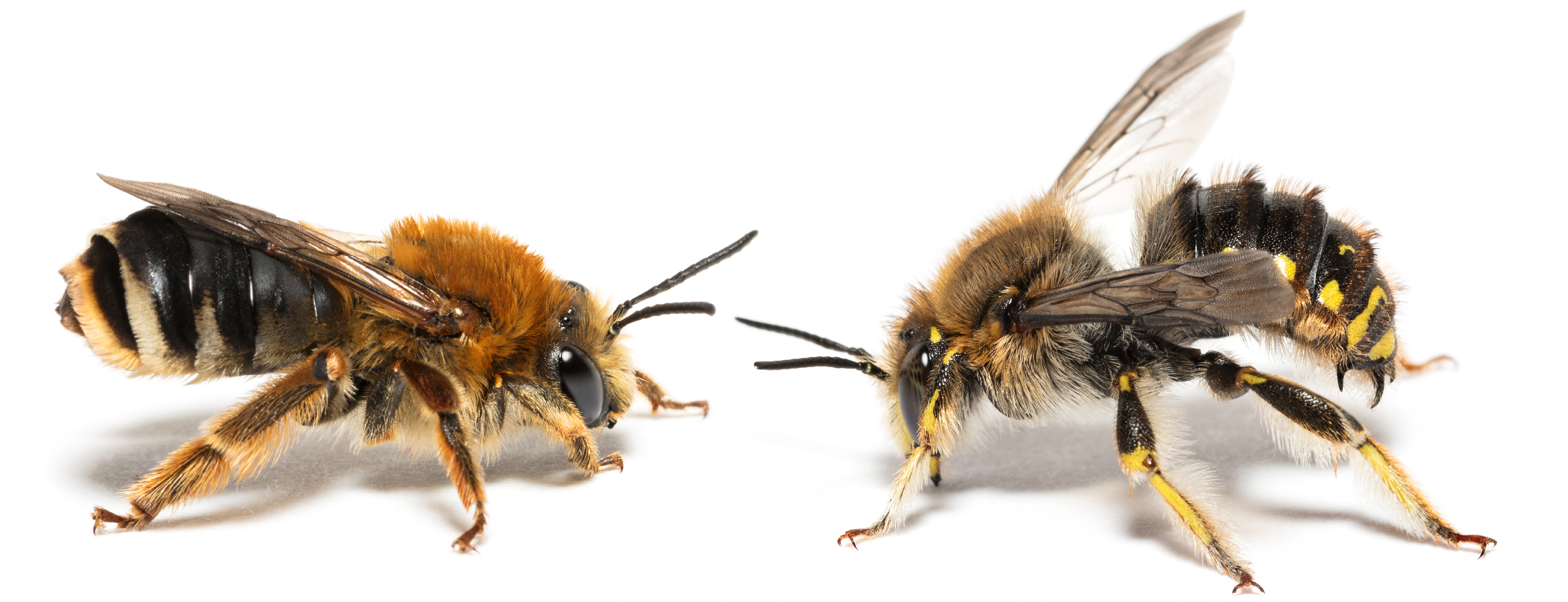 100 vilde bier på ny | NATURBESKYTTELSE.DK